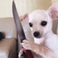 ☭Surprise Dog☭