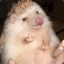 HedgehogPaul