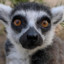 Lemur