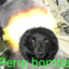Perro Bomba
