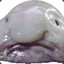 UglyFish