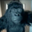 Crazy_Gorilla