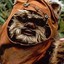 Ewok