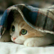 我要两份肉沫茄子