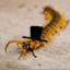 sophisticated centipede