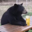 baer