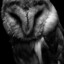 Stone_Owl