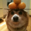 salad dog
