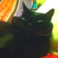 ♛black cat♛