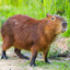 Capybaroon