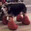 Boxing Doggo