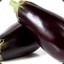 Aubergine