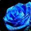 Sapphire Rose