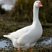 goose