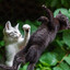 callate negro