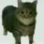 sharmoot