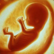 fetus