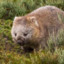 Wombat Dealer