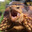tortuga