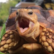 tortuga