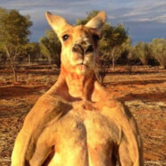 Kangy