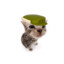 green hat cat