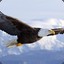 Russia_eagle