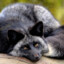 Odd Grey Fox