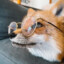 Kibbles