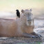 CapybarsDay