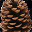 Pinecone