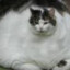 i have a fat cat