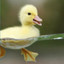 duck dude