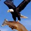 tyno eagle