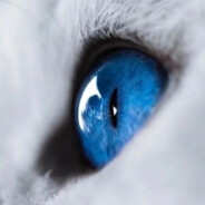 寅时行乐 蝶上戏蒂