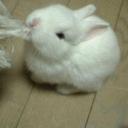 ГОЙДОТРОН3000СВО