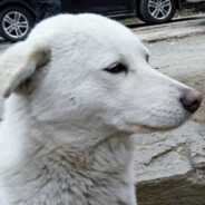 土狗今天吃什么