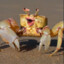 Crab Champ