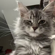 温柔养猫人. avatar