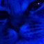 blue_cat