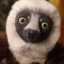 ZabooMafoo