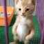 gatotusiao