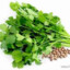 Cilantro