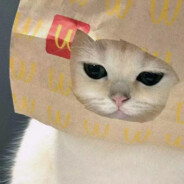 小狗不吃老冰棍