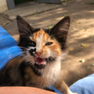 Avatar Capo di tutti capi