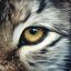 Clikerzz&#039; | .: Lynx&#039; :. |