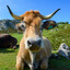Vaca