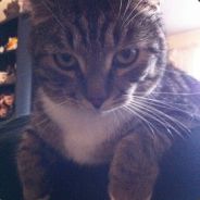 rawren - steam id 76561197960574137