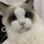 陈才浩的查克拉