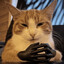 CORNCAT